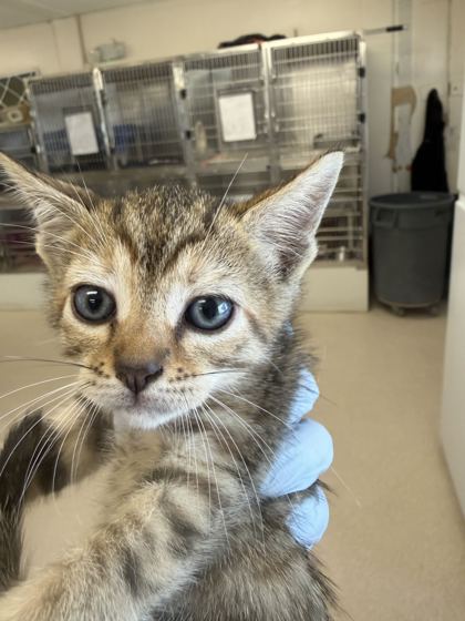 61918446 - Domestic Shorthair / Mix available for adoption