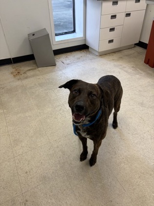 61962979 - Pit Bull Terrier / Mix available for adoption