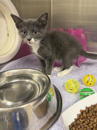 61773583 - Domestic Shorthair / Mix available for adoption