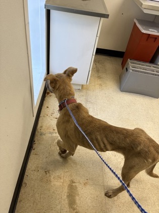 61837852 - Pit Bull Terrier / Mix available for adoption