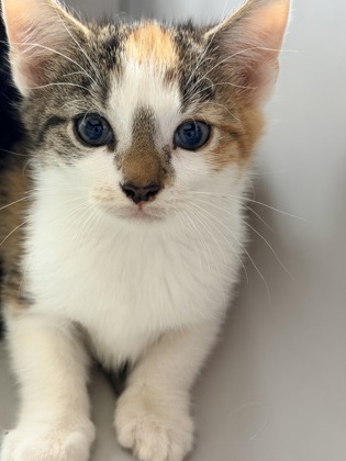 61805926 - Domestic Shorthair / Mix available for adoption