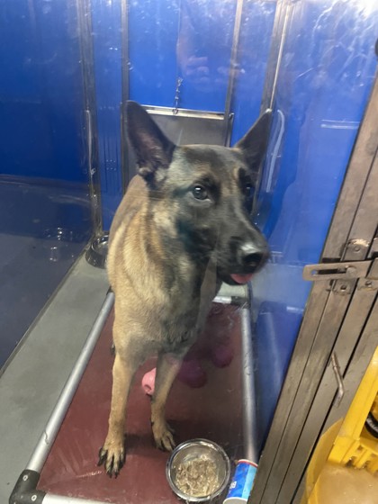 VAN DAMM - Belgian Malinois / Mix available for adoption
