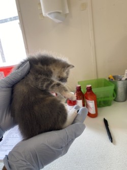 61776381 - Domestic Shorthair / Mix available for adoption