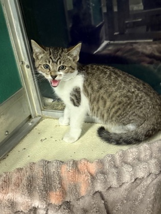 61808333 - Domestic Shorthair / Mix available for adoption