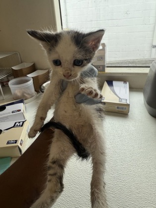 61768688 - Domestic Shorthair / Mix available for adoption