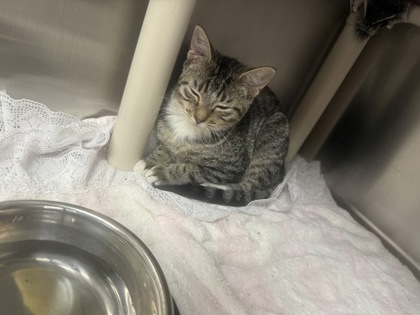61768587 - Domestic Shorthair / Mix available for adoption
