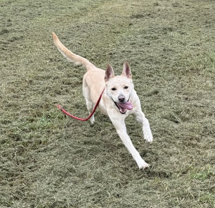 BELLA - German Shepherd / Labrador Retriever available for adoption