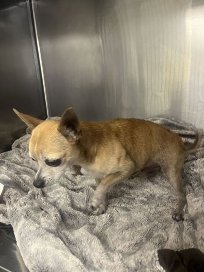 61874217 - Short Coat Chihuahua / Mix available for adoption