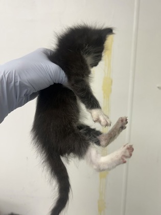 61709424 - Domestic Medium Hair / Mix available for adoption