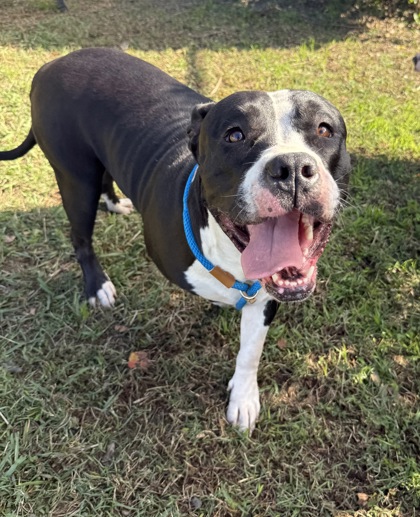 MAYA - Pit Bull Terrier / Mix available for adoption