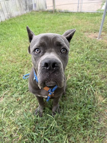 61783321 - Cane Corso / Mix available for adoption