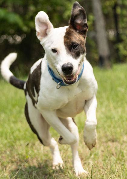 PHILLY - Pit Bull Terrier / Mix for adoption in Norfolk