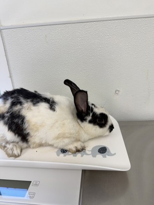 61976330 - Rex / Rex available for adoption