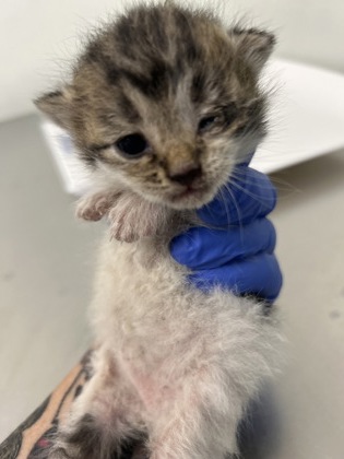 61257637 - Domestic Shorthair / Mix available for adoption