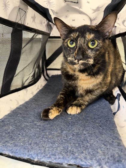 61974761 - Domestic Shorthair / Mix available for adoption