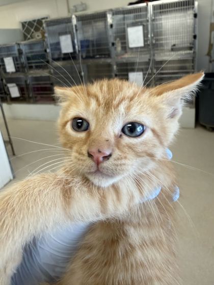 61918432 - Domestic Shorthair / Mix available for adoption