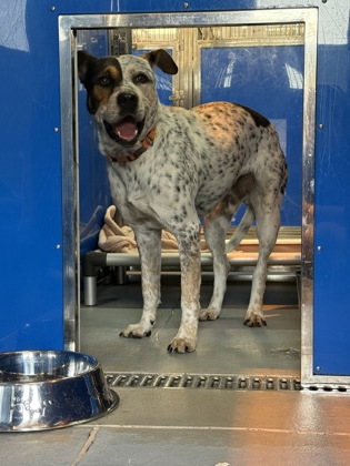 61871548 - American Pit Bull Terrier / Mix available for adoption