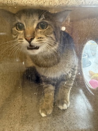 61850127 - Domestic Shorthair / Mix available for adoption