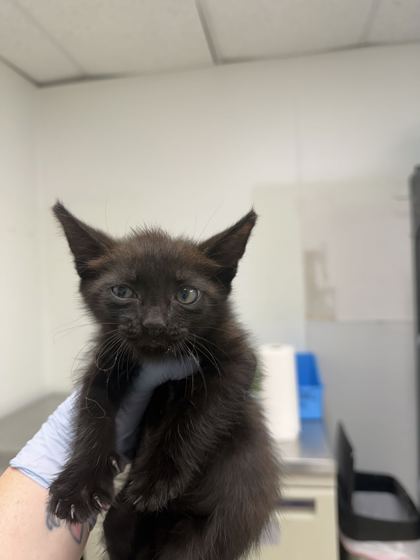 61678350 - Domestic Shorthair / Mix for adoption in Norfolk