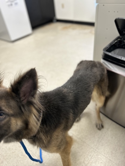 KIARA - German Shepherd / Mix available for adoption