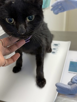 61935881 - Domestic Shorthair / Mix available for adoption