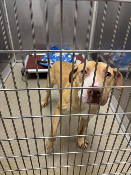 KING JR - Mixed Breed, Medium (up to 44 lbs fully grown) / Mix available for adoption
