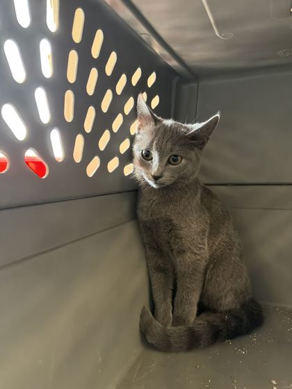 61757465 - Domestic Shorthair / Mix available for adoption