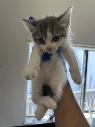 61466259 - Domestic Shorthair / Mix available for adoption