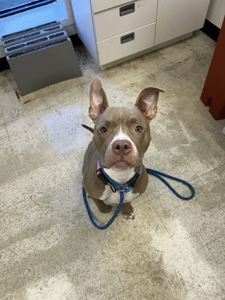 61951062 - Pit Bull Terrier / Mix available for adoption