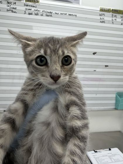 61909247 - Domestic Shorthair / Mix available for adoption