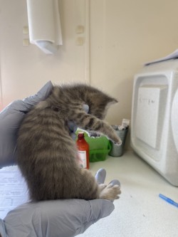 61776354 - Domestic Shorthair / Mix available for adoption