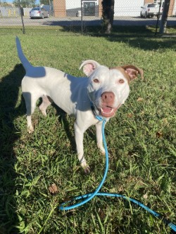 NU NU - Pit Bull Terrier / Mix available for adoption