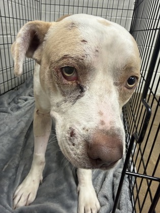 61831794 - Pit Bull Terrier / Mix available for adoption