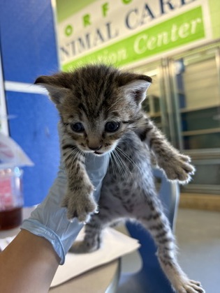 61835146 - Domestic Shorthair / Mix available for adoption