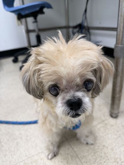 SAM - Shih Tzu / Mix available for adoption