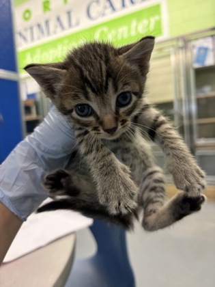 61835140 - Domestic Shorthair / Mix available for adoption