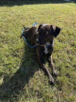 61962979 - Pit Bull Terrier / Mix available for adoption
