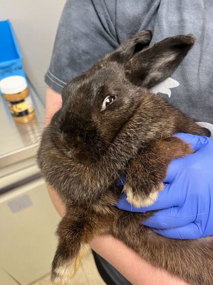 MOSSIE - Rabbit / Rabbit available for adoption