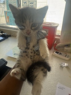 61688323 - Domestic Medium Hair / Mix for adoption in Norfolk