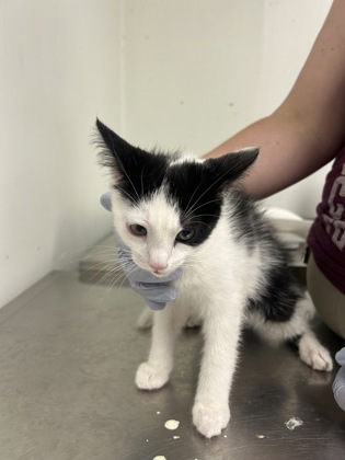ESPEON - Domestic Shorthair / Mix available for adoption