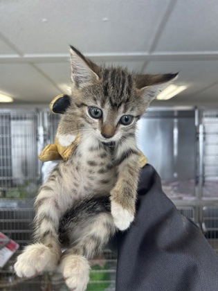 61835858 - Domestic Shorthair / Mix available for adoption