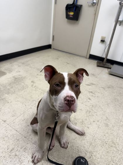 61735499 - American Pit Bull Terrier / Mix available for adoption