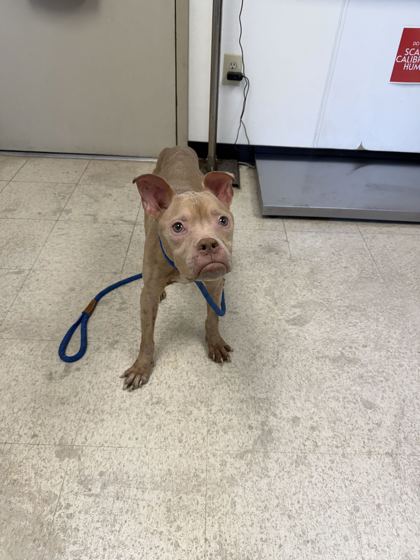 61989813 - Pit Bull Terrier / Mix available for adoption