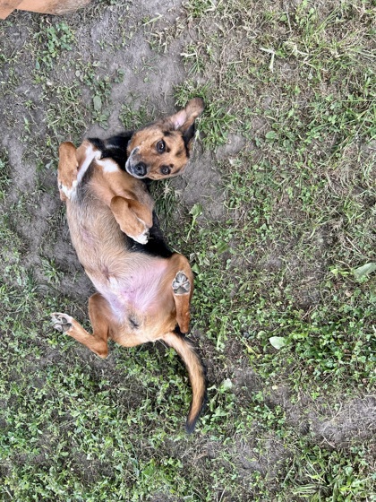 ALEX - Treeing Walker Coonhound / Mix available for adoption