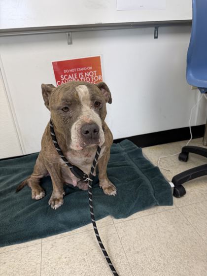 61909020 - Pit Bull Terrier / Mix available for adoption