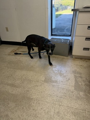 RILLO - Pit Bull Terrier / Mix available for adoption