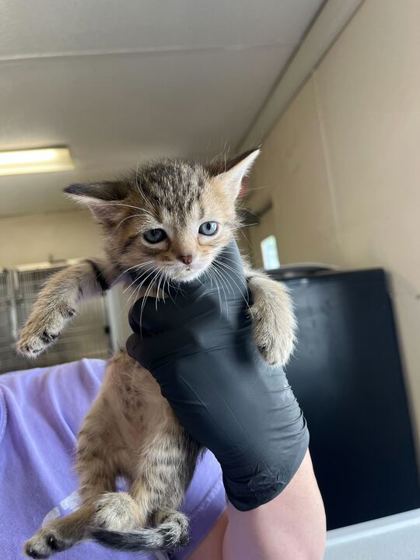 OSTRICH - Domestic Shorthair / Mix available for adoption