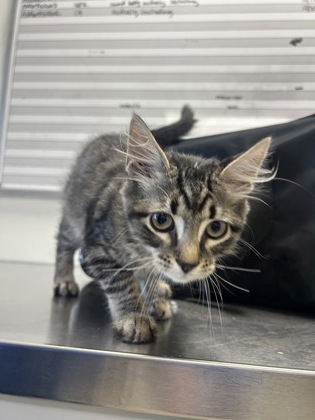 RIPLEY - Domestic Shorthair / Mix available for adoption