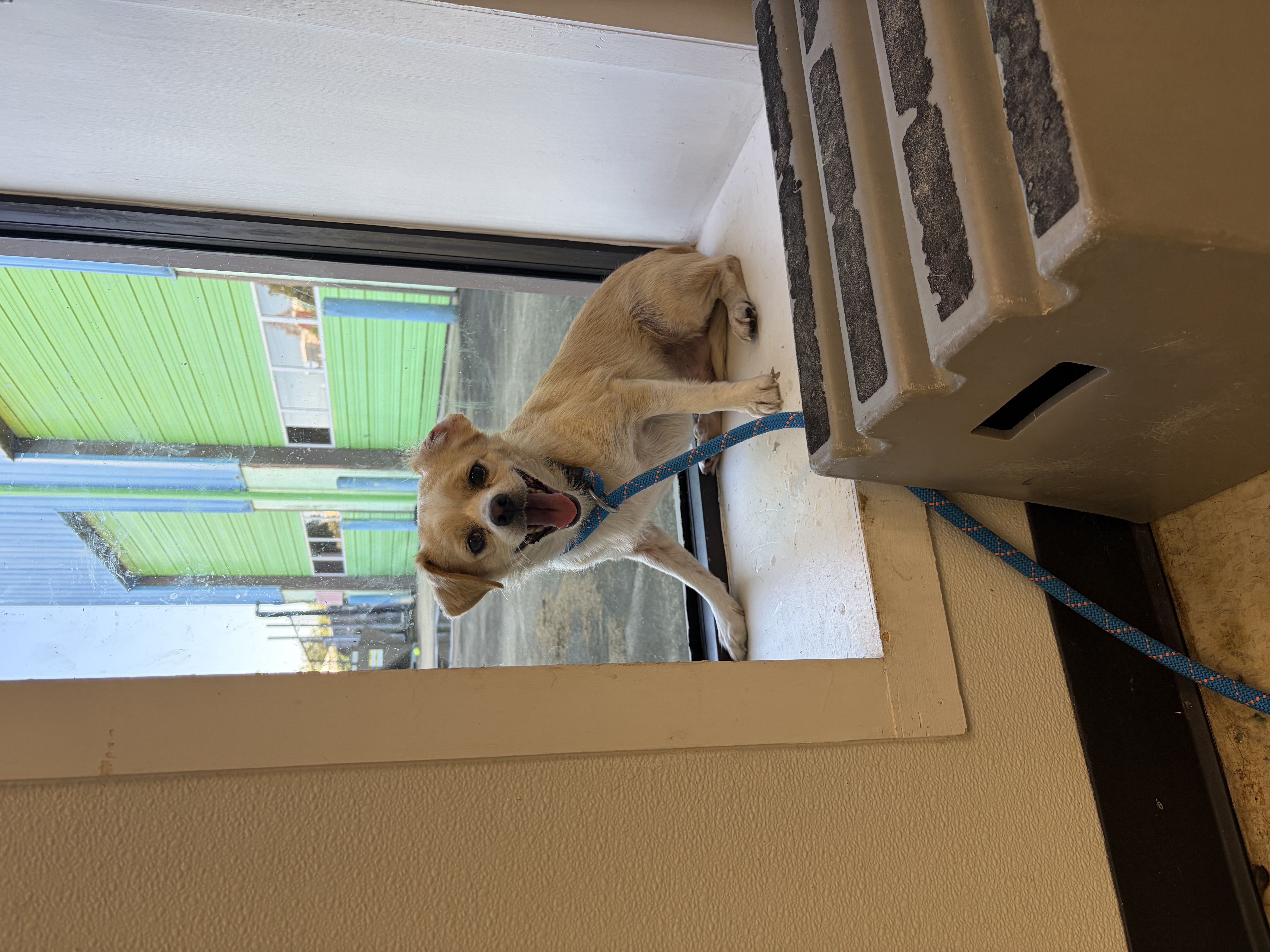 61905045 - Short Coat Chihuahua / Mix available for adoption