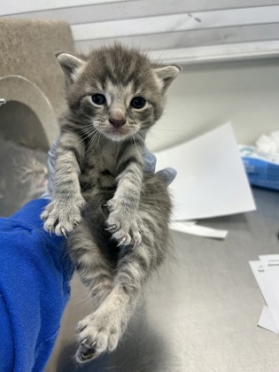 61810192 - Domestic Shorthair / Mix available for adoption